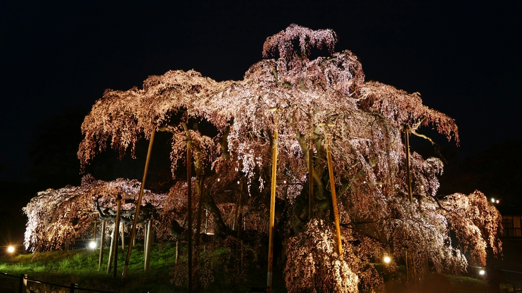 三春滝桜 2