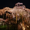三春滝桜 2