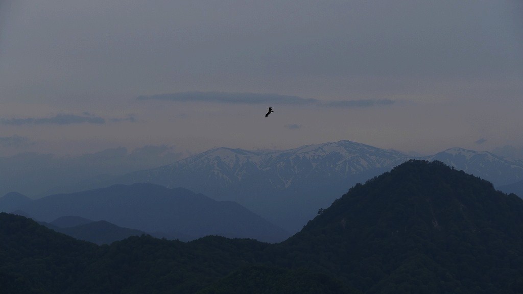 コンドル（トンビ）は飛んでいく