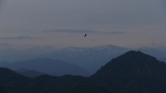 コンドル（トンビ）は飛んでいく