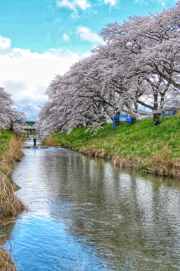 藤田川ふれあい桜