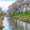 藤田川ふれあい桜