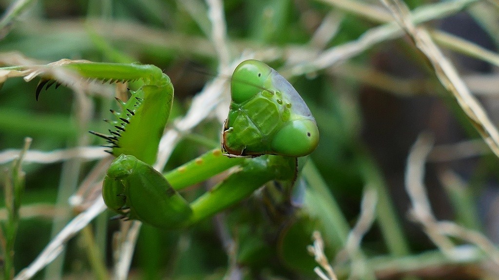 P1160028　＠ひたちなか海浜公園
