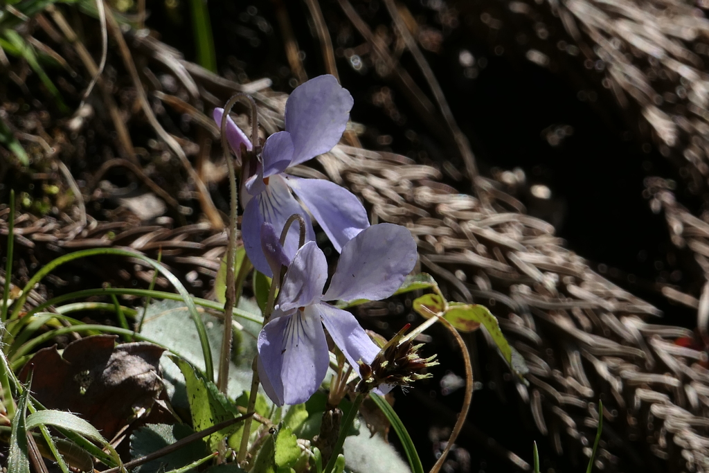淡い色のスミレ