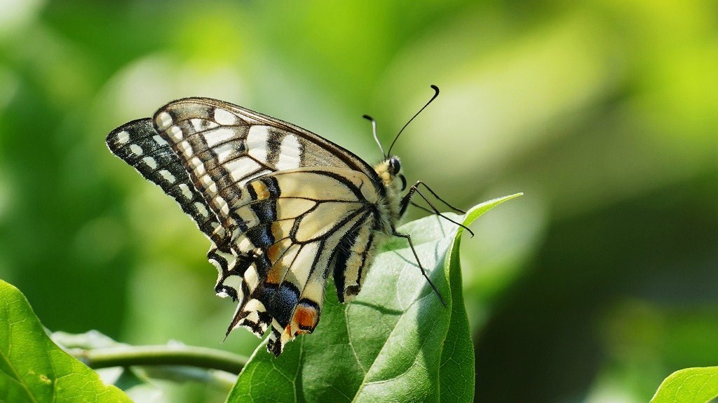 近所散策０５２８