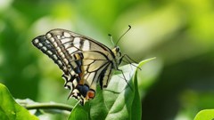 近所散策０５２８