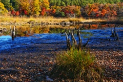 観音沼森林公園８