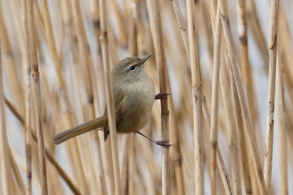 ウグイス出番待ち