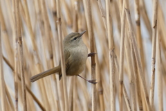 ウグイス出番待ち