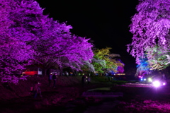 桜ライトアップ１