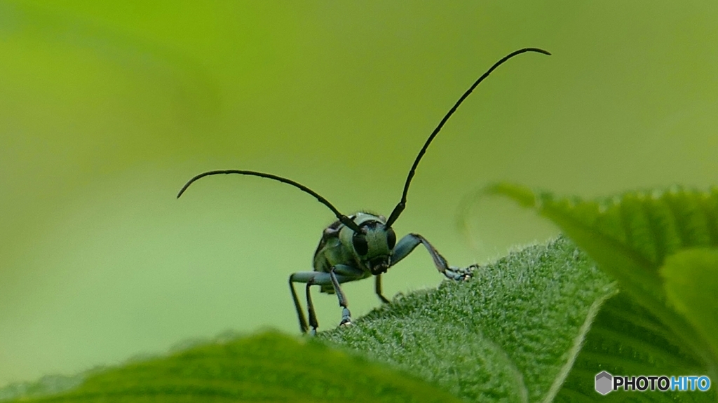 ハンサム、ラミーくん