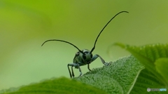 ハンサム、ラミーくん