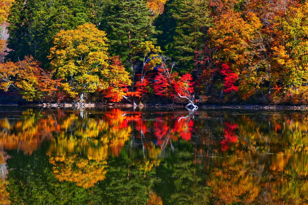 観音沼森林公園４