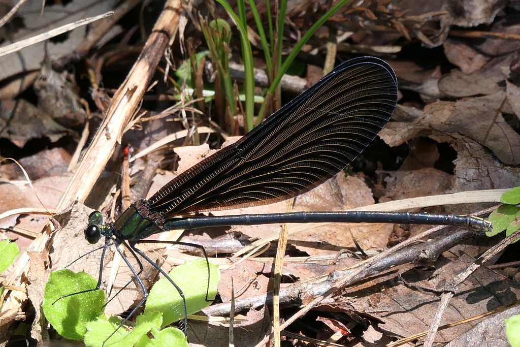 かみさまとんぼ