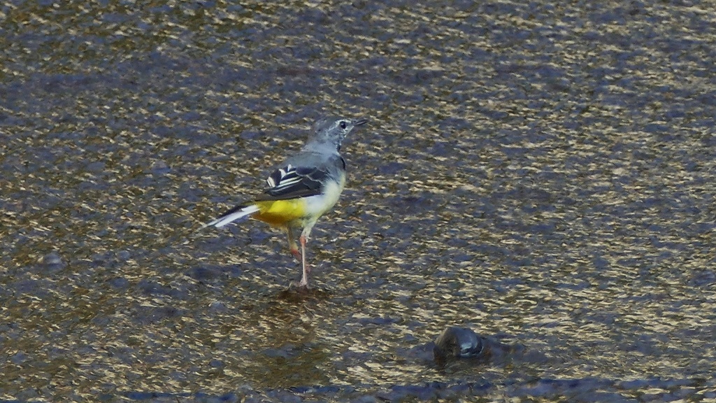 P1110826　キセキレイ　１