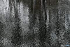 春遅き森の情景５