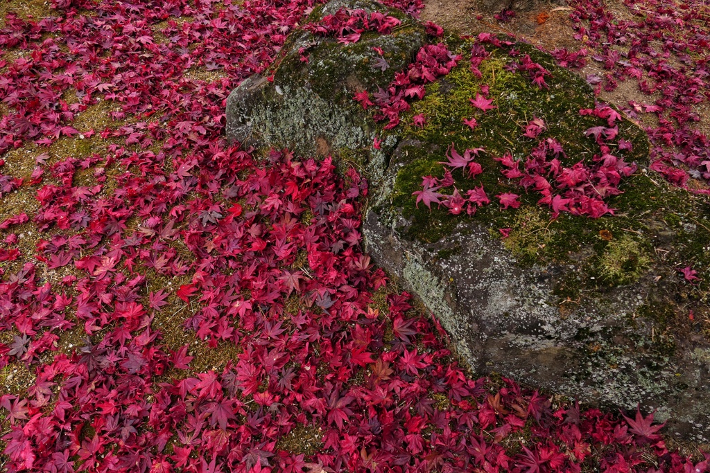 落ちている赤