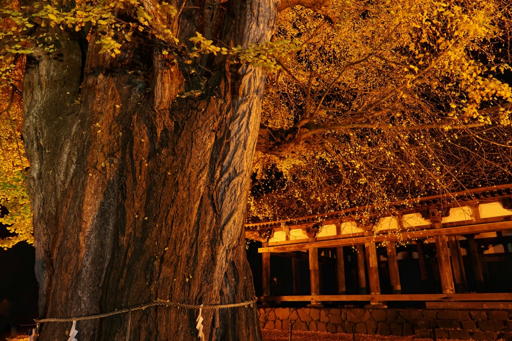 長床