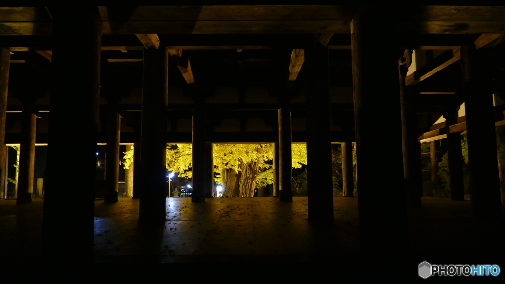 長床の大イチョウ ２