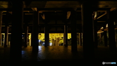 長床の大イチョウ ２