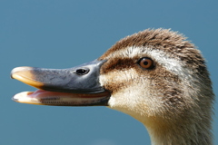 暑い〜クワックワ〜ッ