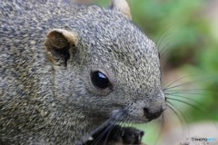 町田の、リス　２