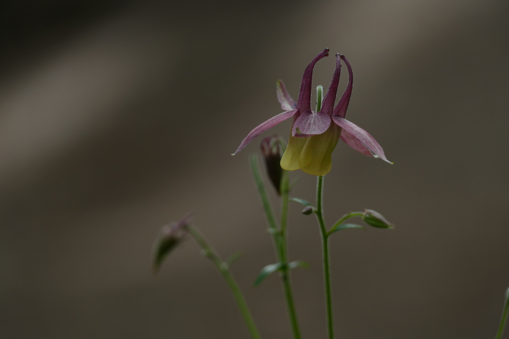 ひっそりと輝く