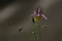 ひっそりと輝く