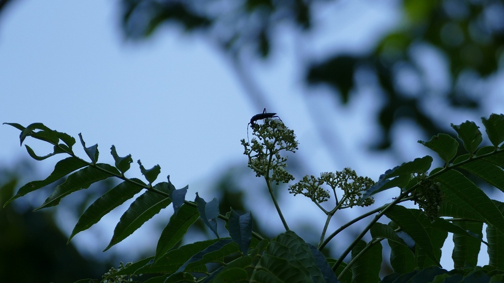 オオアオカミキリシルエット