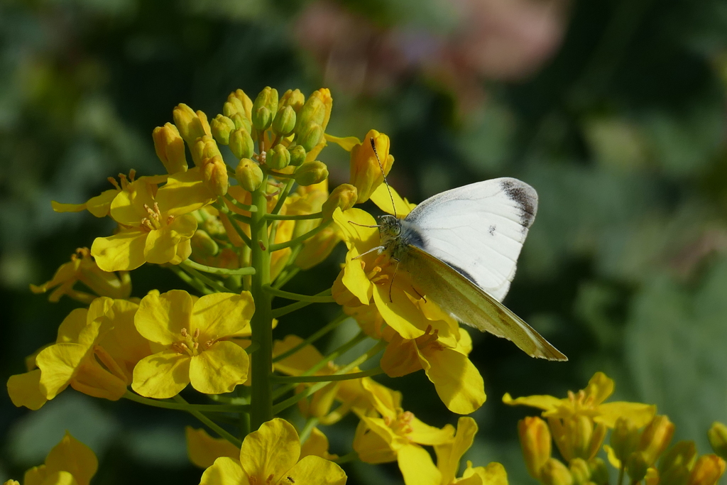 モンシロチョウ