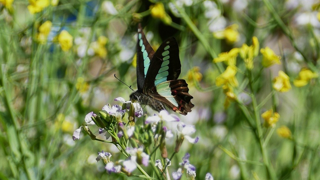 アオスジアゲハ