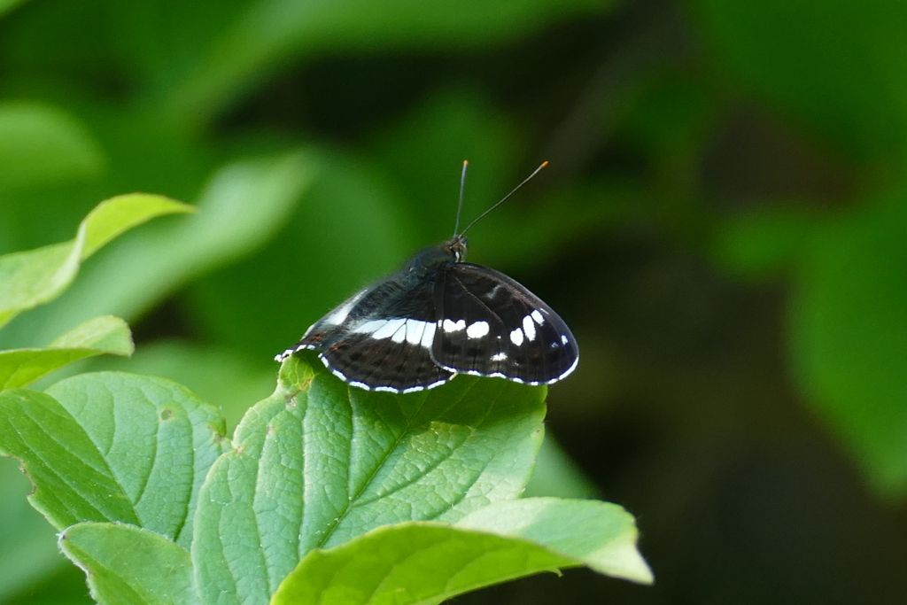 イチモンジチョウ