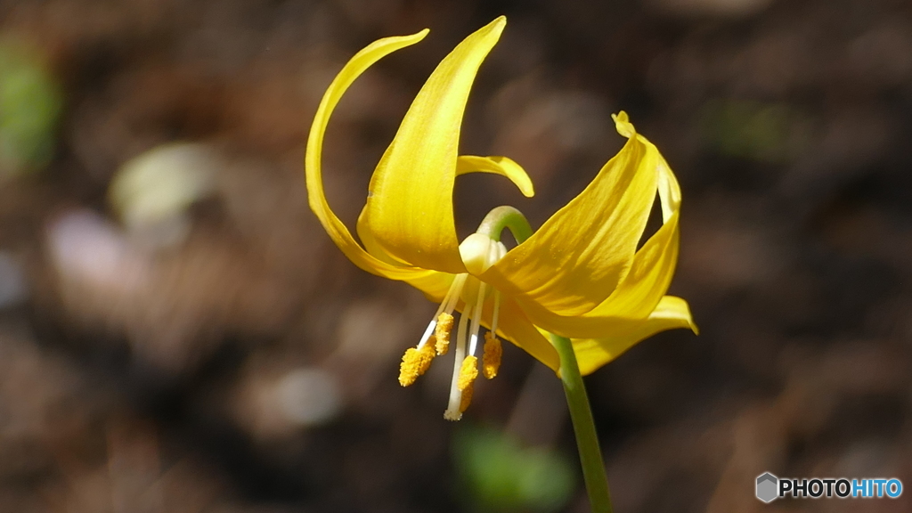 ＠城山カタクリの里