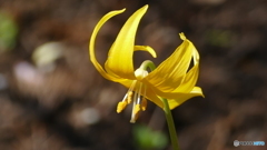 ＠城山カタクリの里