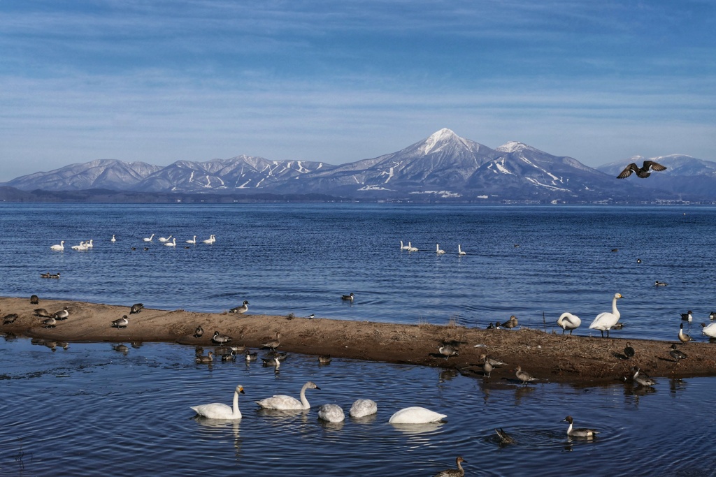 磐梯山と白鳥