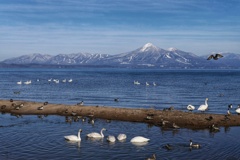磐梯山と白鳥