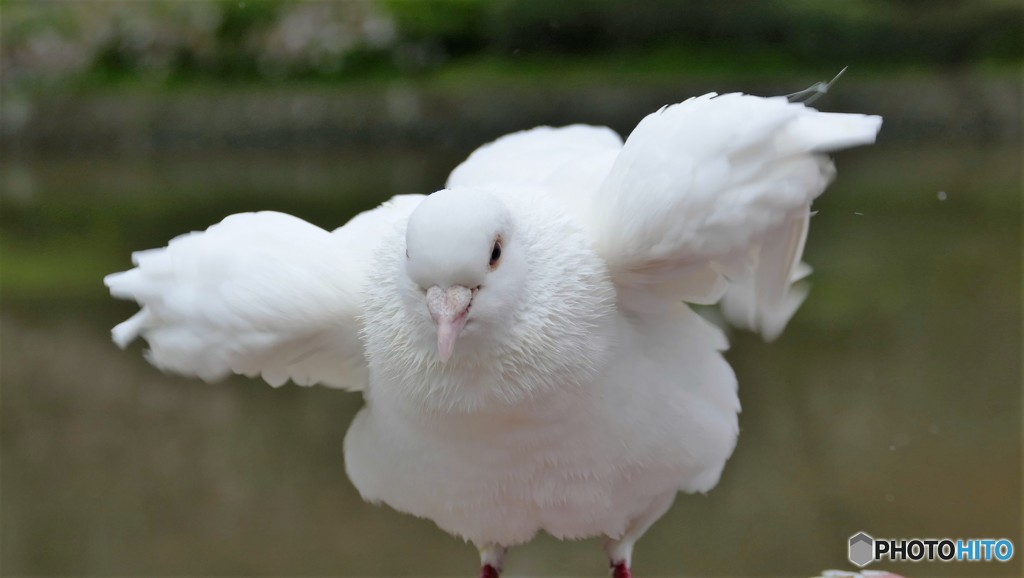 飛ぶのかい？