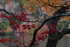 紅葉