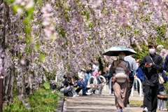 日中線枝垂れ桜②