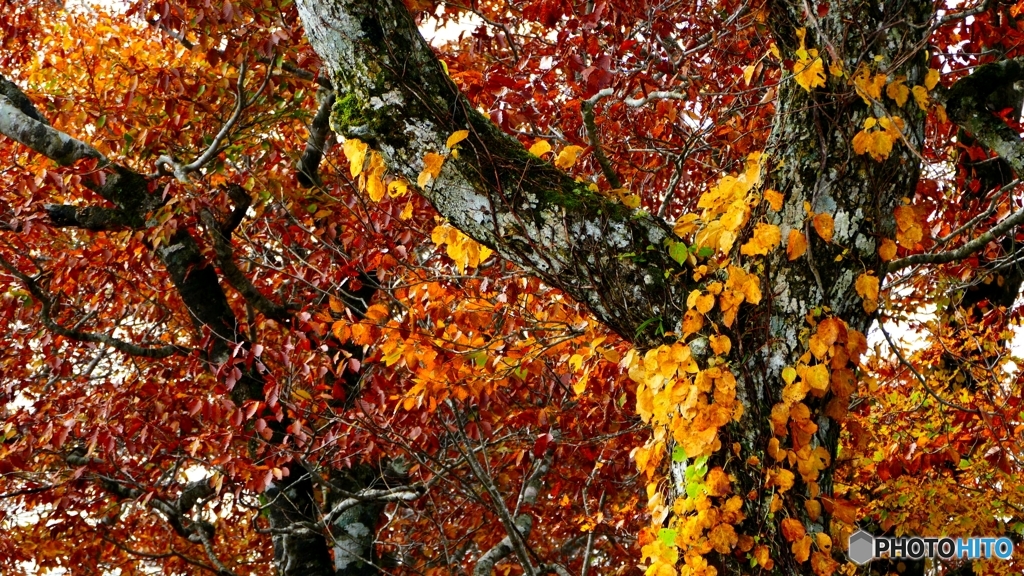 苔やら蔦やら……