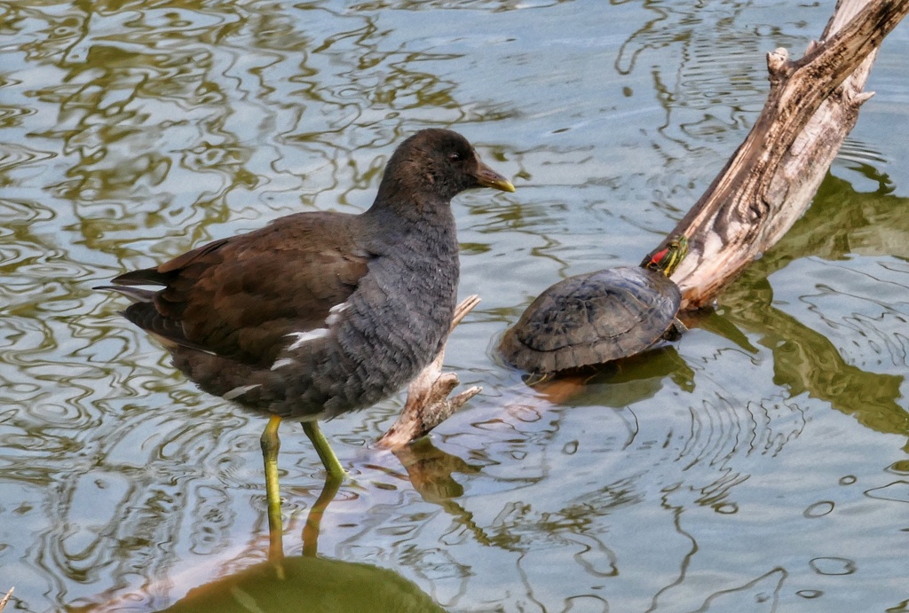 バンとアカミミガメ