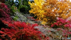 昨日の高尾山 2