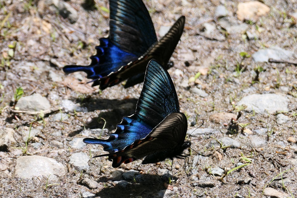 ミヤマカラスアゲハ