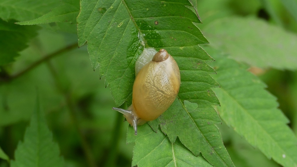 雨待ちの・・・