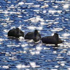 光の中の、かもの介
