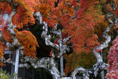 シダレモミジ３