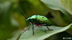 ナナホシキンカメムシ