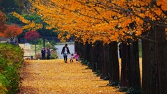 P1170316　@福島市あづま運動公園