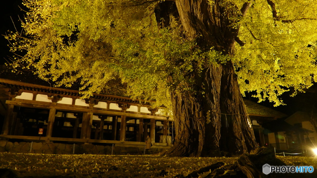 長床の大イチョウ １