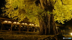 長床の大イチョウ １